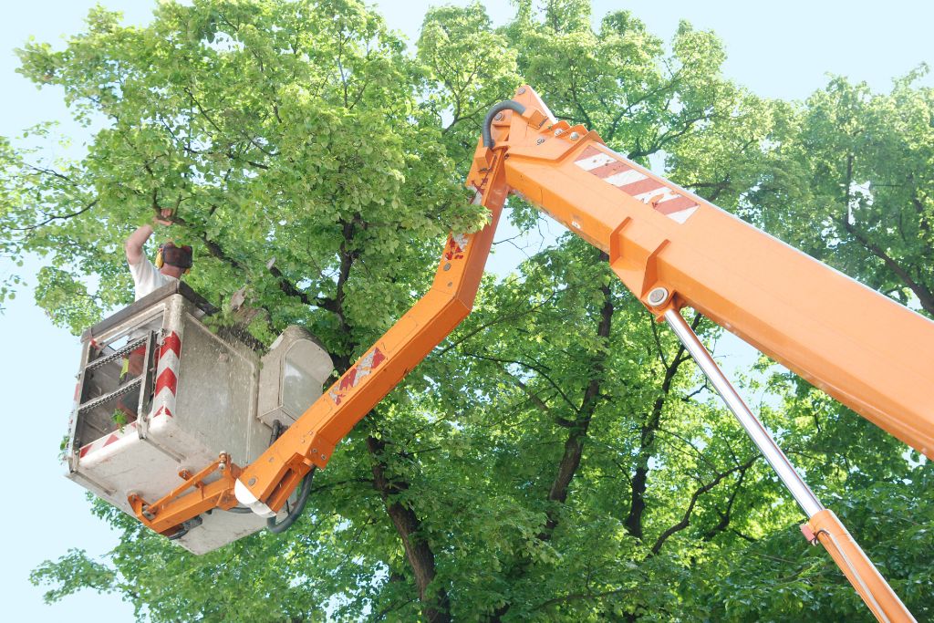 Commercial Tree Trimming Services My Neighbor Services 2