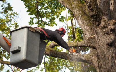 Plano Landscaping Services: What to Expect