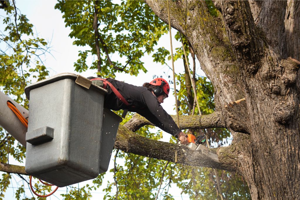 Commercial Tree Trimming Services, My Neighbor Services