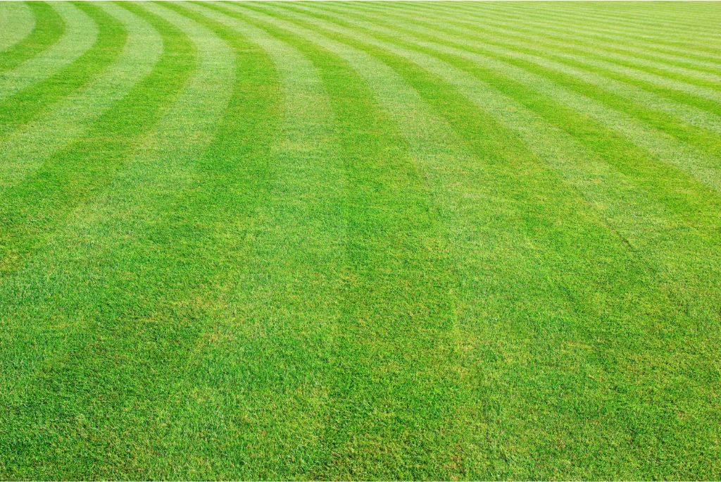 Lawn Mowing in Allen 5 Damaging Mistakes (and How to Avoid Them)