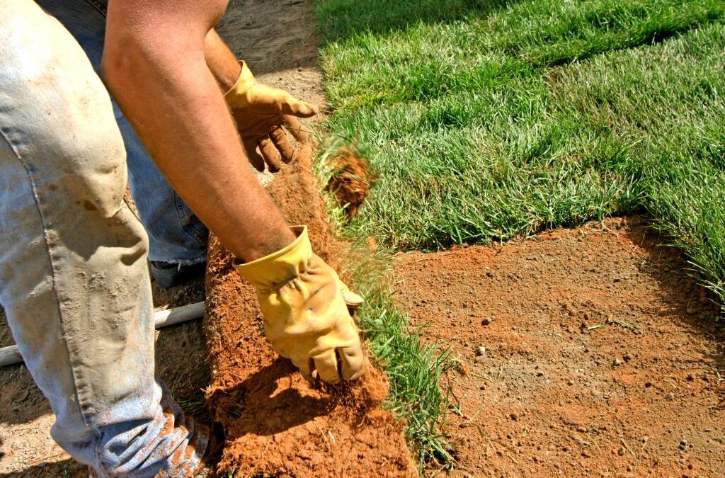 Sod vs. Seed: Why Texas Commercial Sod Grass Reigns Supreme for Business Landscaping