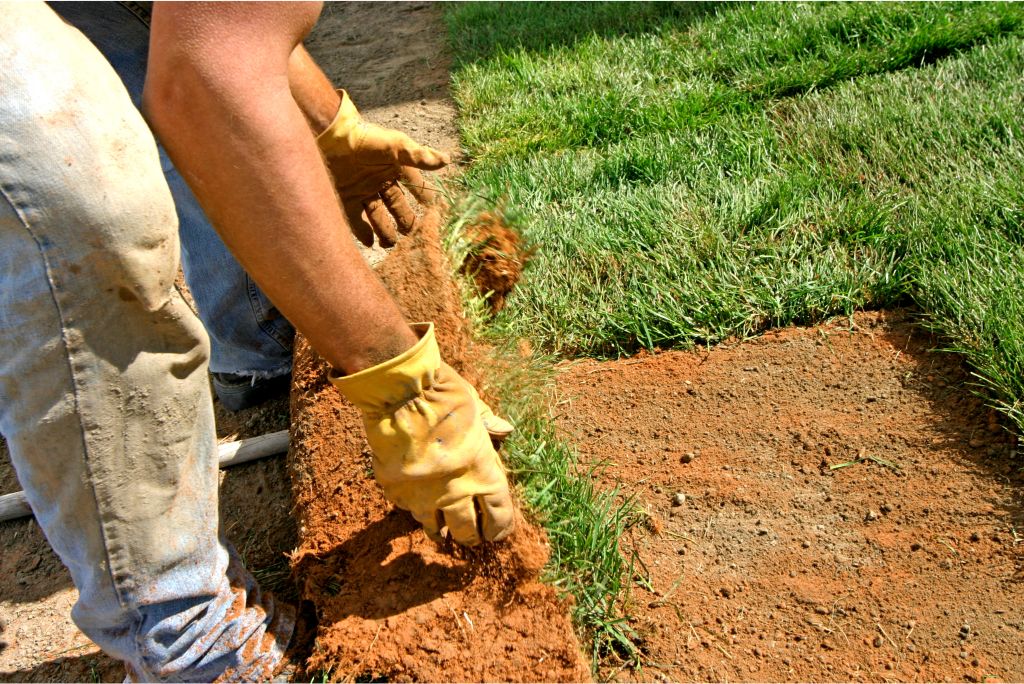 Sod vs. Seed Why Texas Commercial Sod Grass Reigns Supreme for Business Landscaping