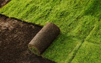 Transform Your Business Landscape: The Ultimate Guide to Commercial Sod Grass in Texas