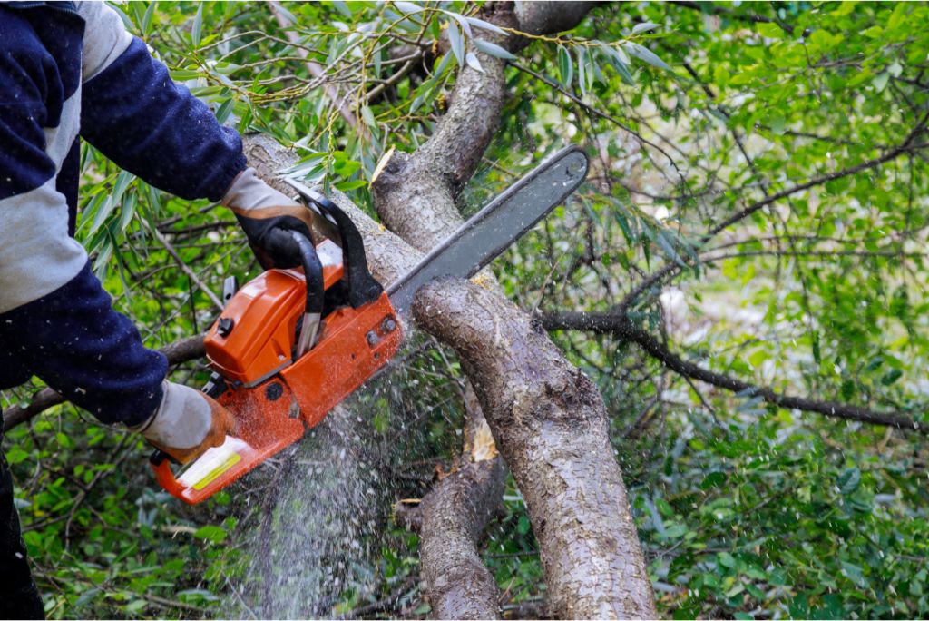 Choosing Cheap The 6 Hidden Dangers of Bargain Tree Trimming Service Allen!