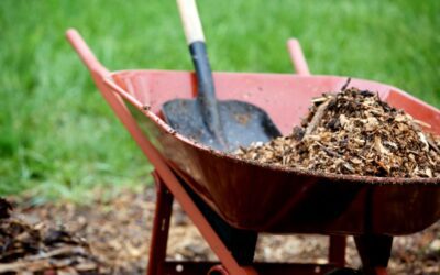 Expert Insights for Mulch in Allen TX: Dos and Don’ts You Need to Know!