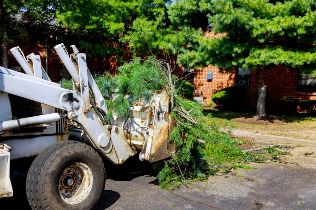 Tree Cleanup Near Me 6 Ways It Protects My Home and Saves Me Money