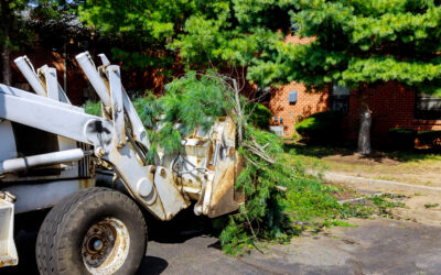 Tree Cleanup Near Me: 6 Ways It Protects My Home and Saves Me Money