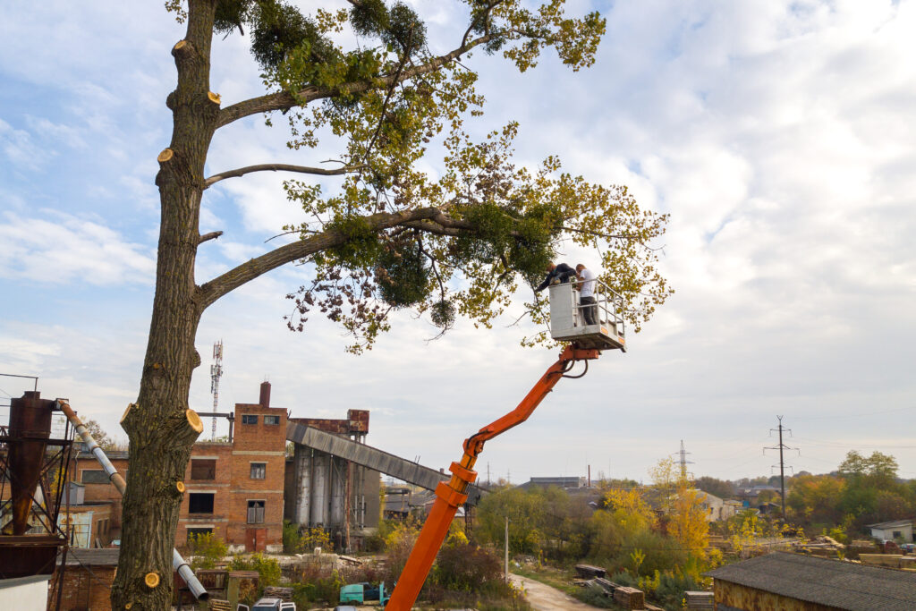 Tree Commercial No.1 Best commercial tree service - My Neighbor Services