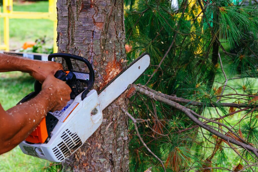 9 Dangerous Mistakes Homeowners Make During Tree Removal and Tree Trimming (Plus Expert Tree Care Tips)