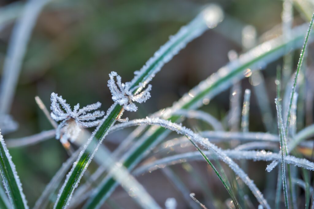 10 Effective Winter Lawn Care Tips for a Lush Lawn Next Spring