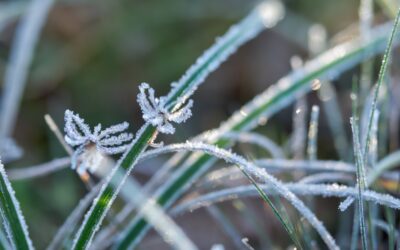 10 Effective Winter Lawn Care Tips for a Lush Lawn Next Spring