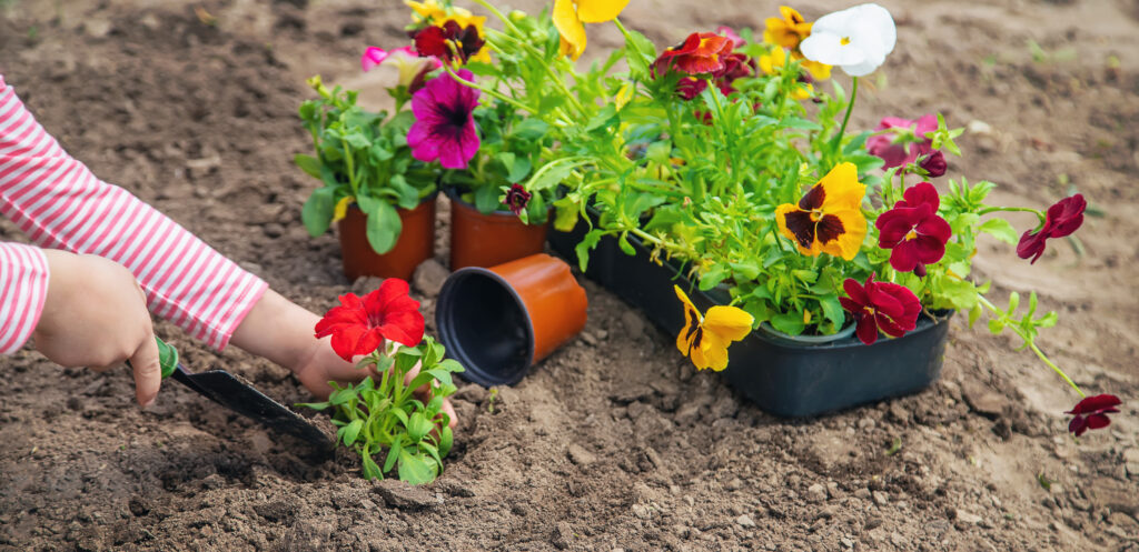 Flower Beds For Beginners: 7 Best Foolproof Planting Tips for a Thriving Flower Bed