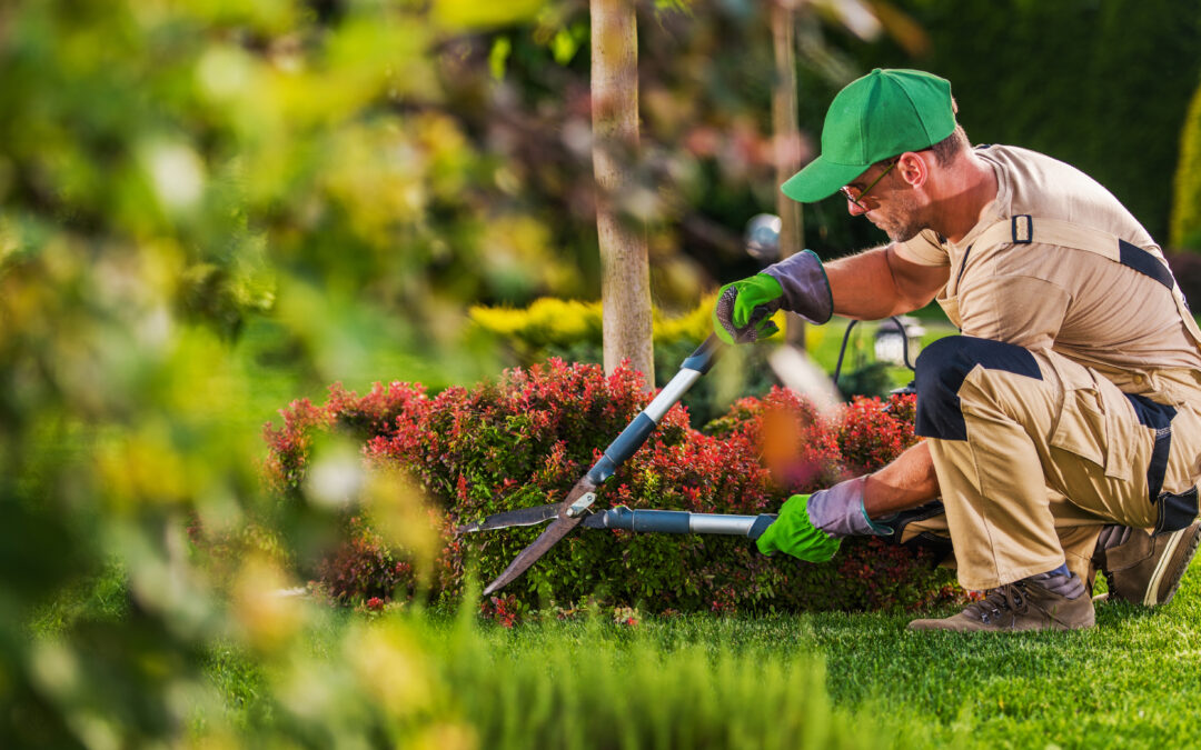 Professional Lawn Care: Why Pro Lawn Services Is the Secret to a Gorgeous Lawn in Every Season