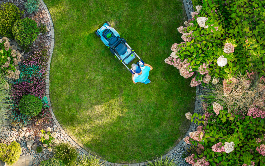 6-Week Expert Guide to Lawn Care: How To Achieve a Lush Lawn Fast