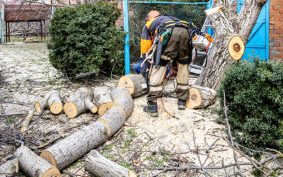 9 Secrets I Discovered About Cheap Tree Removal Near Me—How I Save Big on Affordable Tree Services!