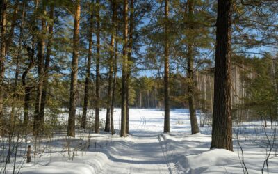 Can You Trim Trees in the Spring? 7 Mistakes to Avoid (and Best Tree Trimming Tips for Success)