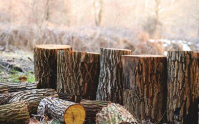 Expert Tree Removal Plano TX for Safe and Efficient Solutions