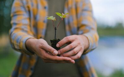 Fall Tree Planting: The 10 Most Popular Trees to Plant in Autumn for Gorgeous Yards