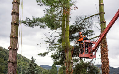Top 6 Reasons Why Choosing a Professional Tree Company Near Me Is Smarter Than DIY