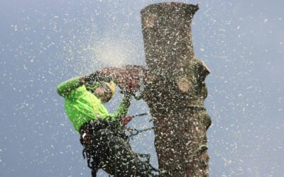 Reliable Tree Trimming Services in Allen, TX for Your Property Needs