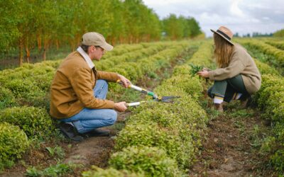 Shrub Maintenance Near Me: 5 Top Benefits of Hiring Local Experts