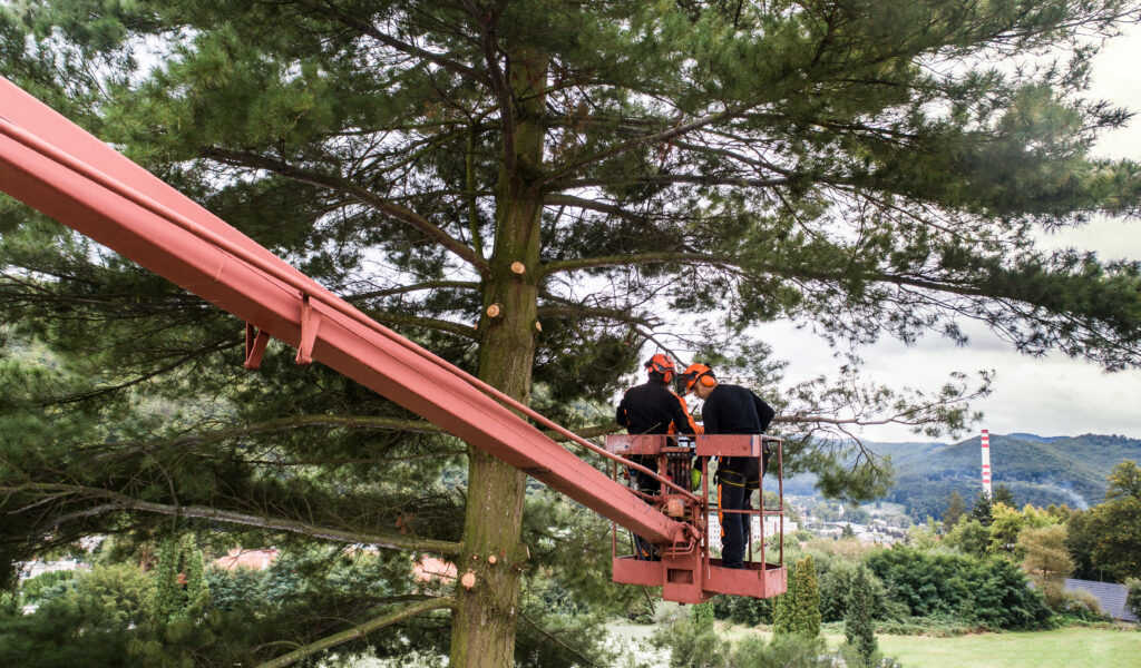 Top Tree Trimming Plano TX: Keep Your Yard Looking Sharp