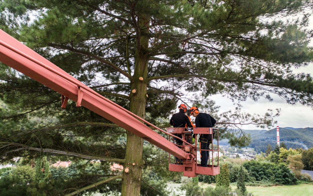 Top Tree Trimming Plano TX: Keep Your Yard Looking Sharp