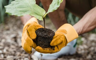 Tree Planting Near Me: What You Need to Know Before You Book
