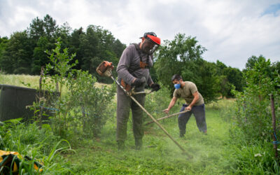 Top 10 Essential Weed Care Secrets to Achieve a Weed-Free Lawn – My Neighbor Services