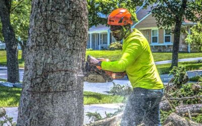 When To Cut Back Trees: Expert Prune and Trim Tips to Protect Tree Health