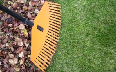 7 Reasons Why I Always Choose Professional Yard Raking Service Near Me For A Tidy Lawn