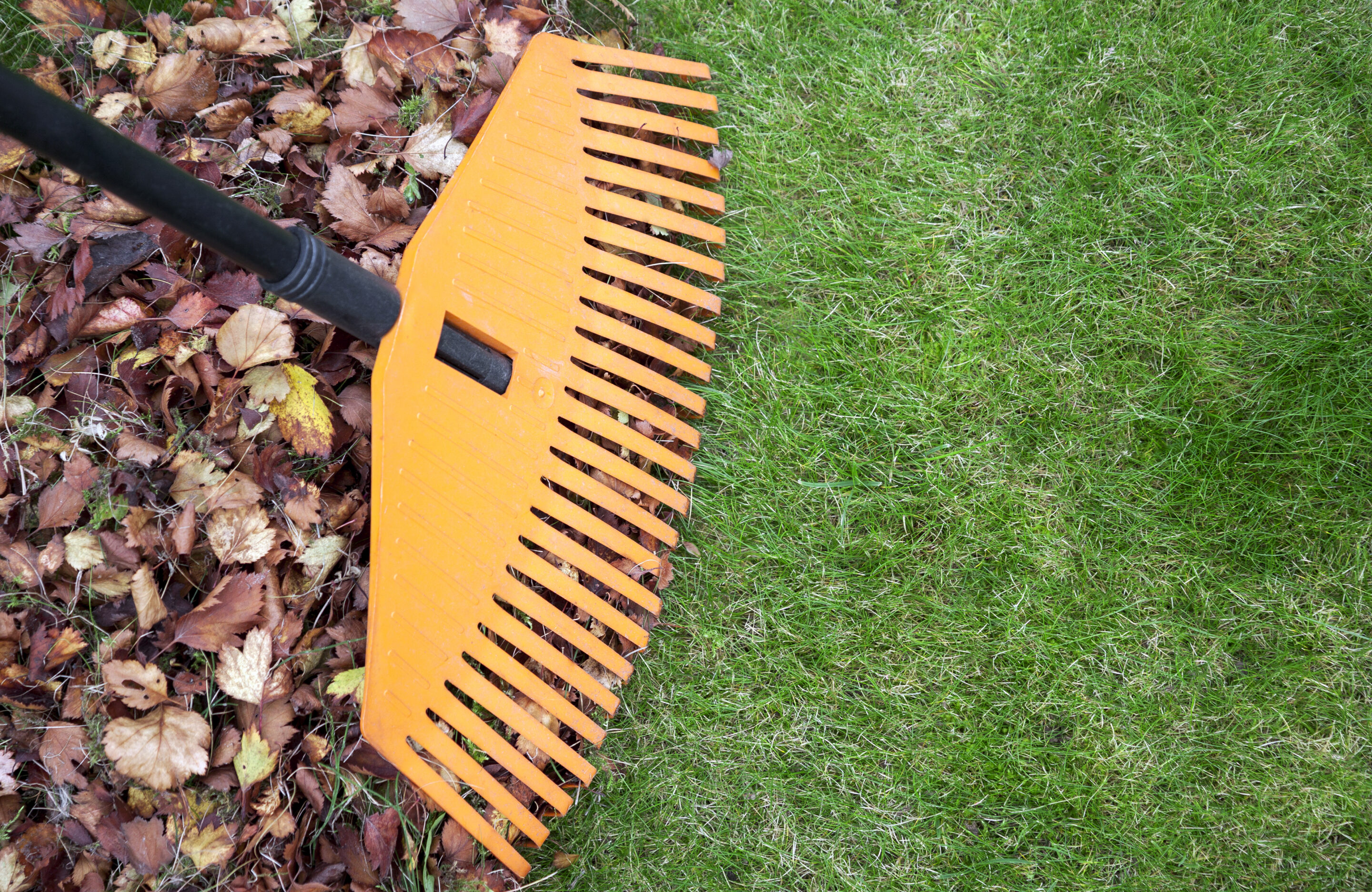 Leaf and debris raking in a backyard