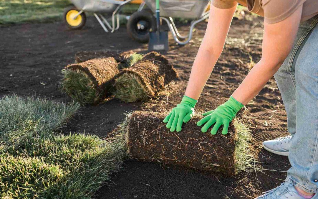 How Does Allen Sod Instantly Revitalize Your Yard?