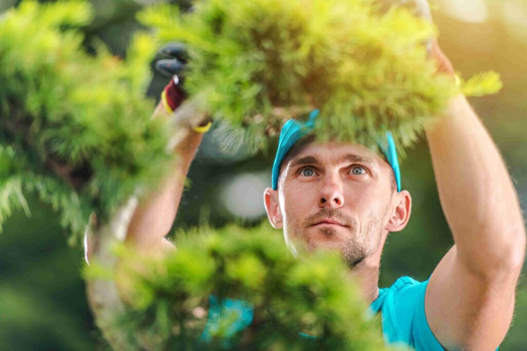 Tree Services Allen TX