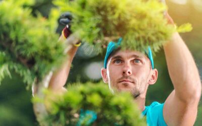 Why Are Reliable Tree Services Allen TX a Must For Tree Health?