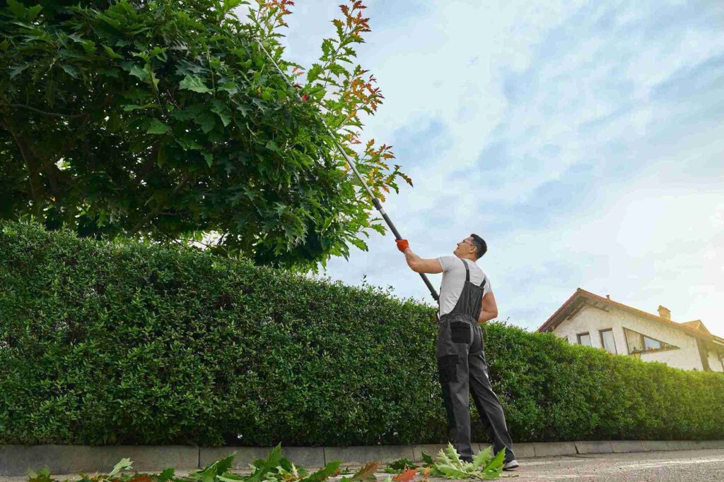 lucas tree lawn care