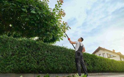 Is Professional Lucas Tree Lawn Care Service Worth It Compared to DIY?