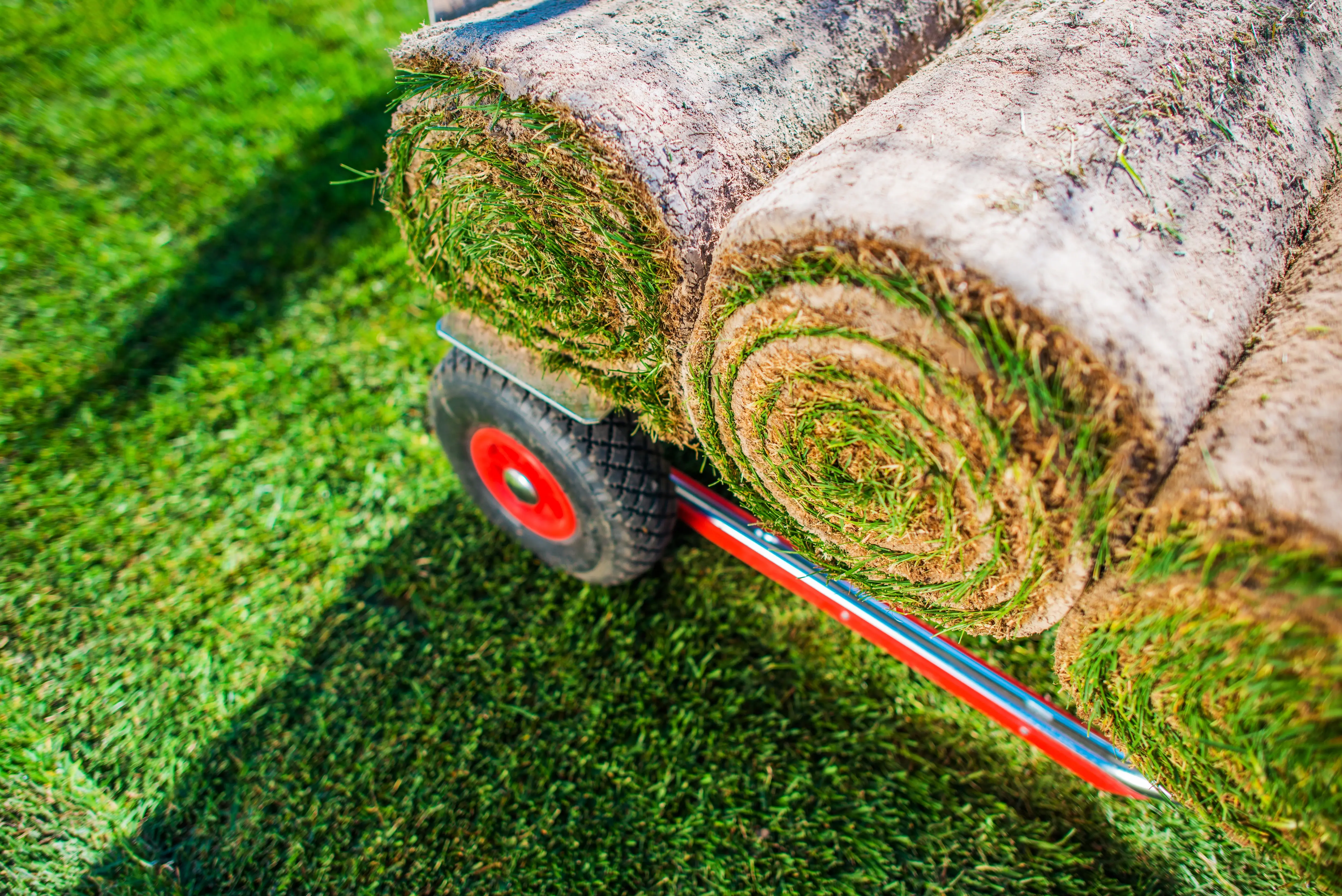 fresh sod delivery Allen TX
