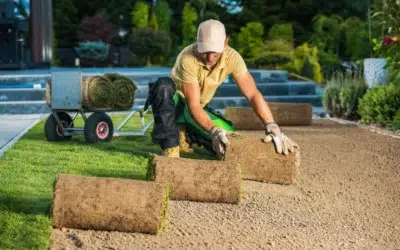 Fresh Sod Delivery Allen TX: Where To Get the Best Sod Grass for Your Lawn Today?