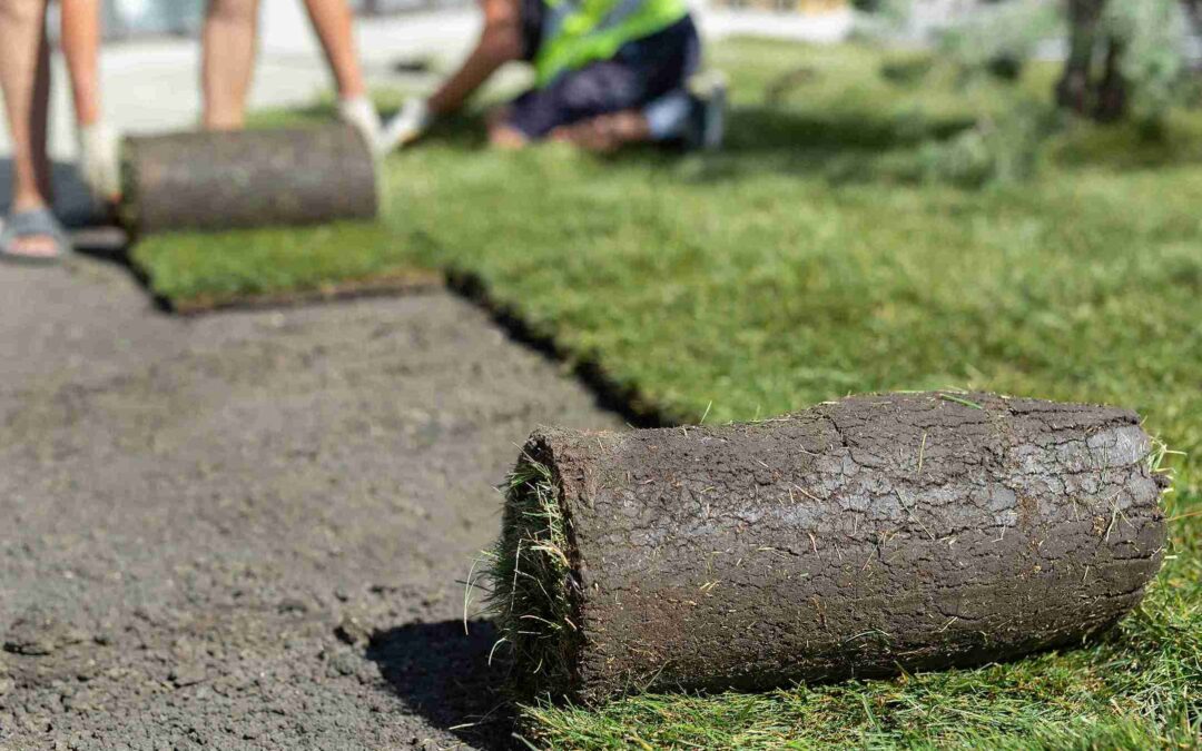 Why Choosing Sod Allen TX Beats Seeding for a Lush Lawn