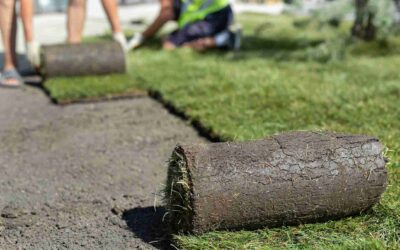 Why Choosing Sod Allen TX Beats Seeding for a Lush Lawn