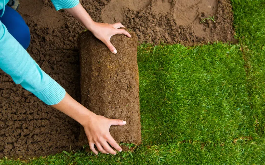 Sod Replacement Allen TX: Why Choose Pro Sod Installation or Replacement Over DIY?