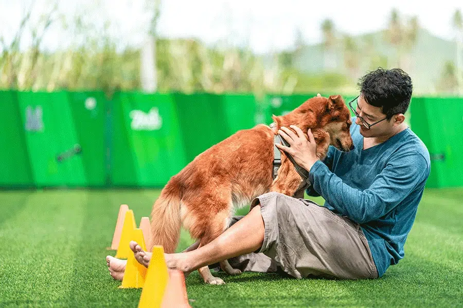 Turf-TH-Pet-Image Texas Tree Services