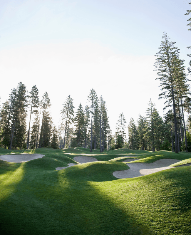 commercial turf tahoe