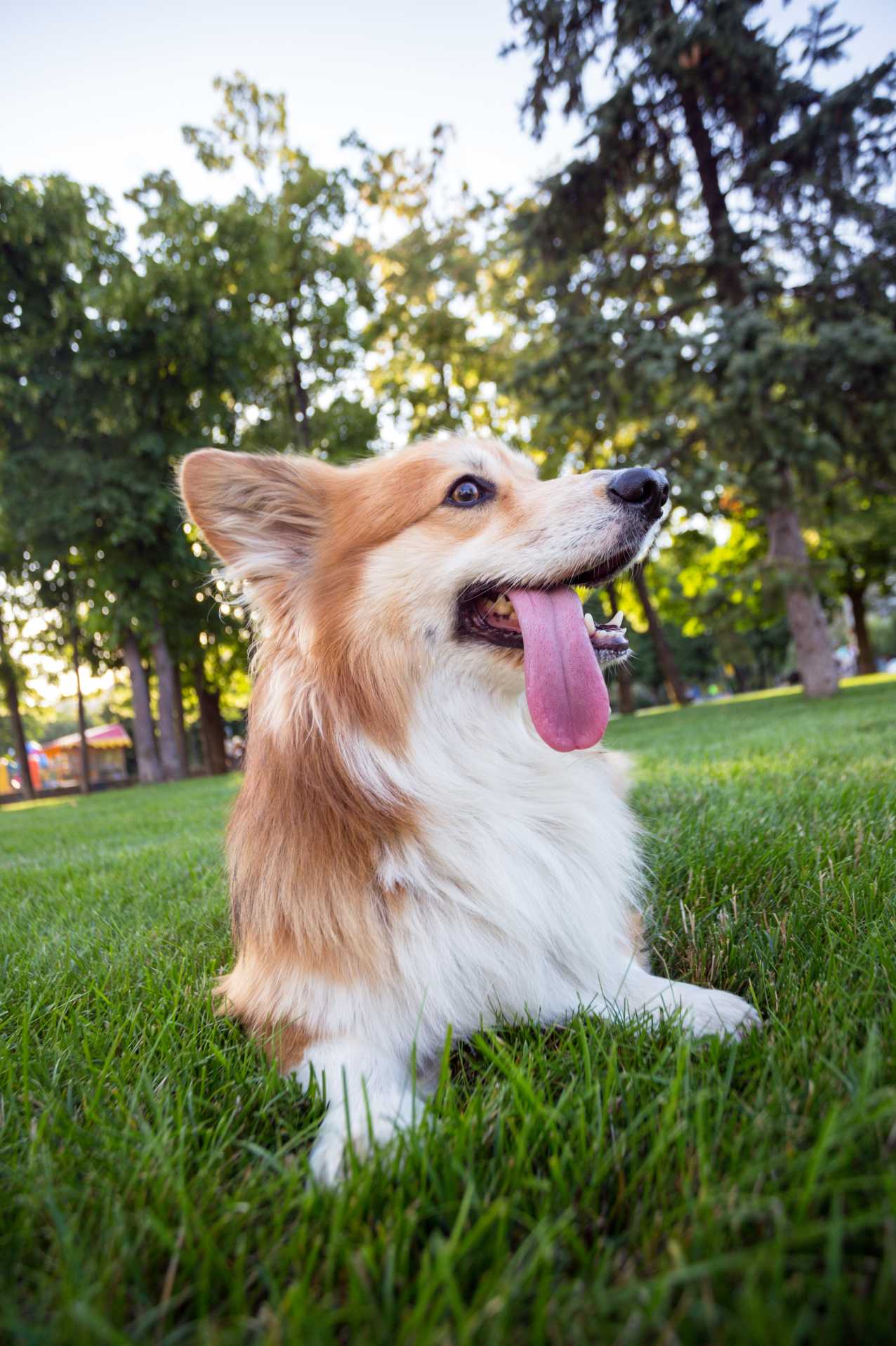 corgi fluffy portrait 2025 03 05 22 33 53 utc 1
