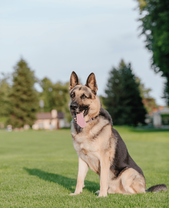 k9 commercial turf