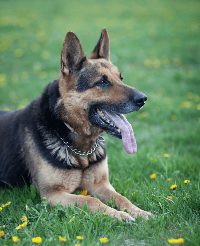 k9 turf