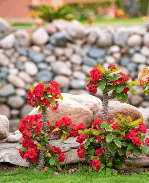 Best Rockscape Arizona River Rock: 2025 Decorative Stone