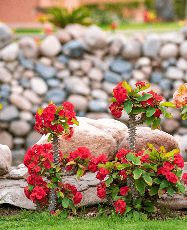 rockscape in the garden