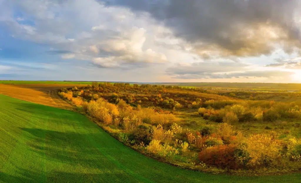 lucas landscape